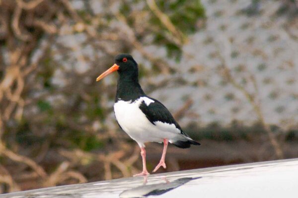 2018-03-27 - NSG Hohe Mark - Heiden