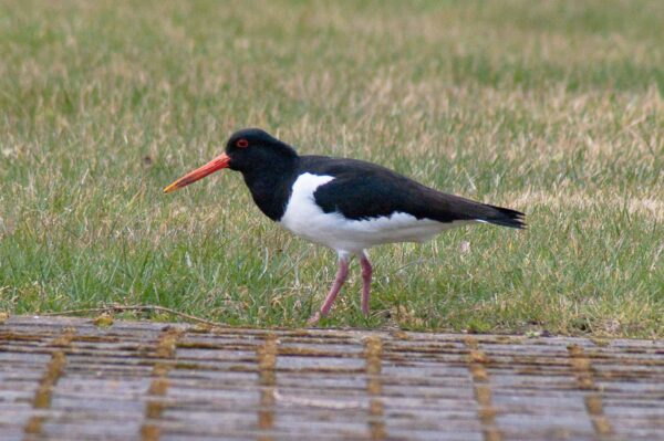 2018-03-27 - NSG Hohe Mark - Heiden