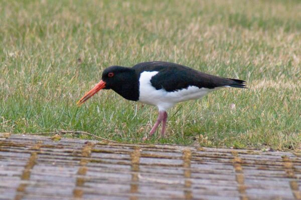 2018-03-27 - NSG Hohe Mark - Heiden