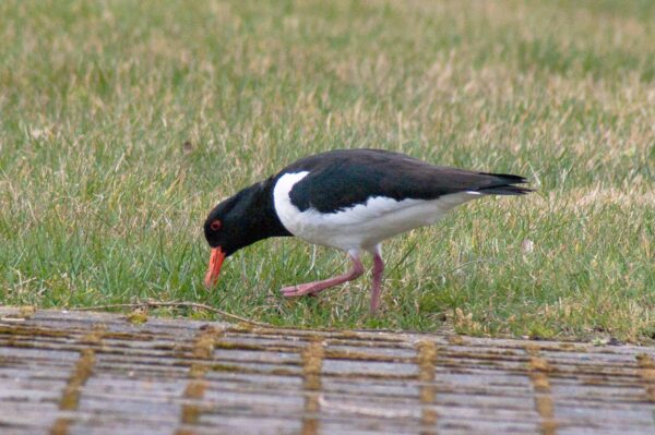 2018-03-27 - NSG Hohe Mark - Heiden