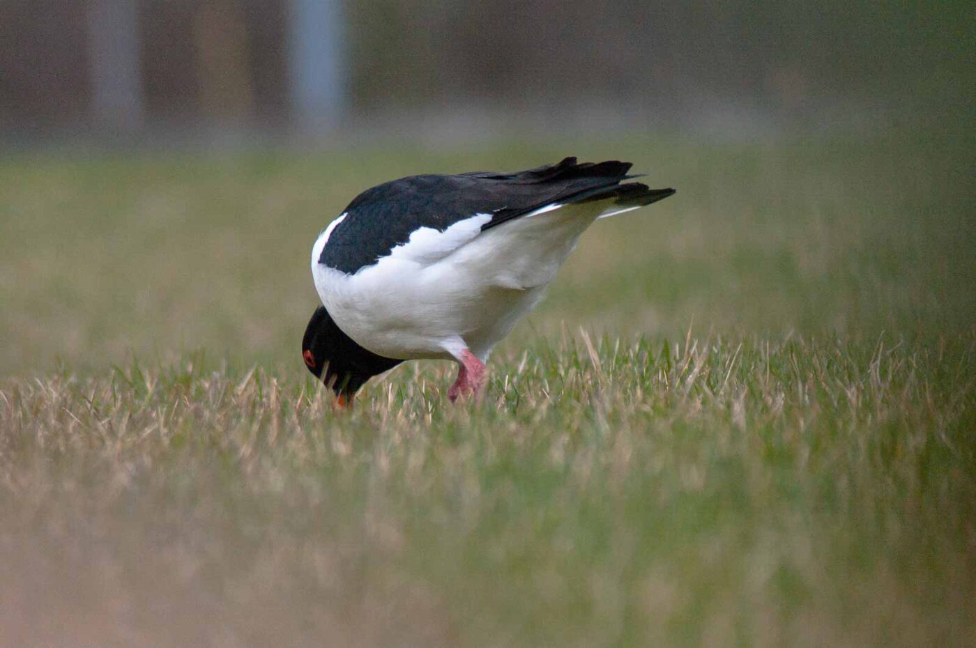 2018-03-27 - NSG Hohe Mark - Heiden