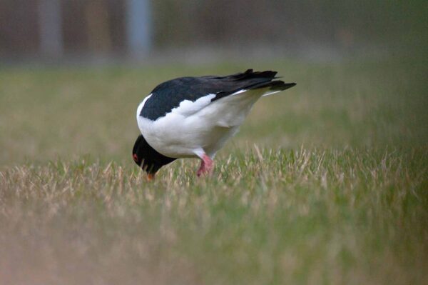 2018-03-27 - NSG Hohe Mark - Heiden