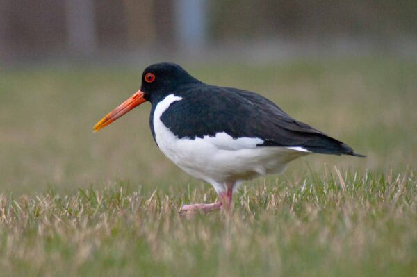 2018-03-27 - NSG Hohe Mark - Heiden