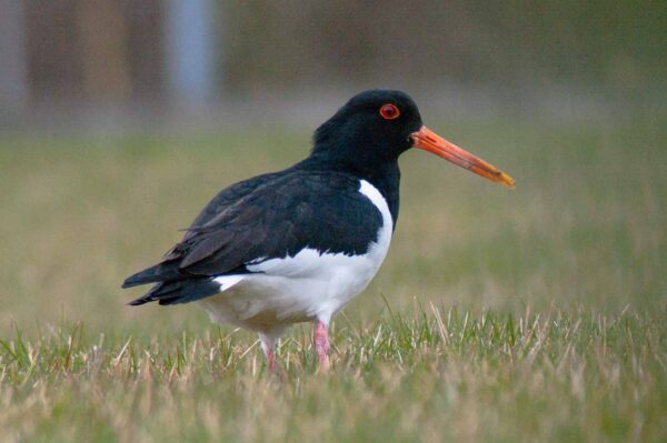 2018-03-27 - NSG Hohe Mark - Heiden