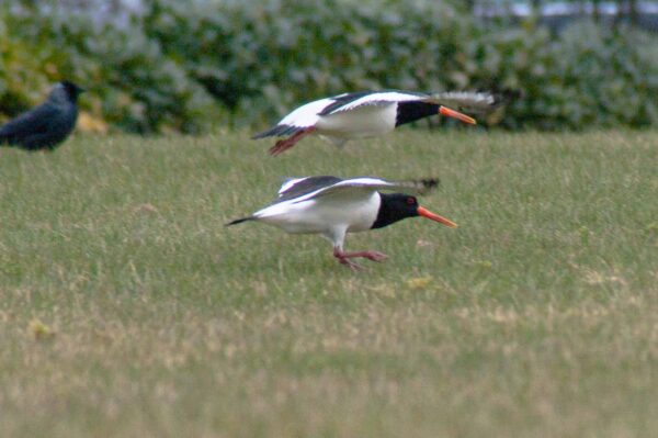 2018-03-27 - NSG Hohe Mark - Heiden