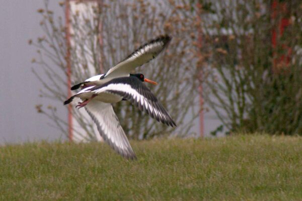 2018-03-27 - NSG Hohe Mark - Heiden