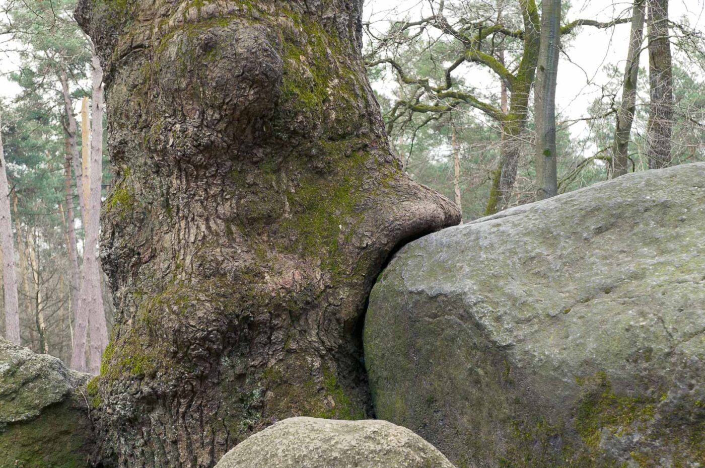 2018-03-27 - NSG Hohe Mark - Heiden