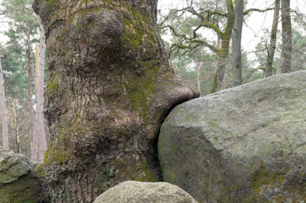 2018-03-27 - NSG Hohe Mark - Heiden