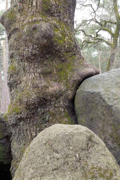 2018-03-27 - NSG Hohe Mark - Heiden