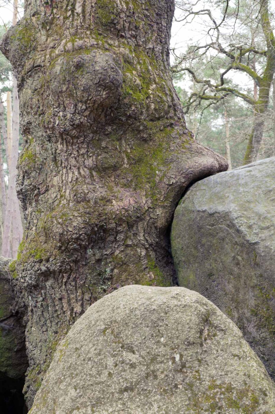 2018-03-27 - NSG Hohe Mark - Heiden