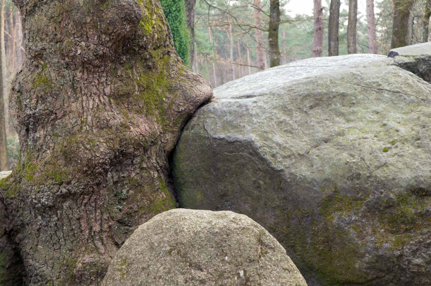 2018-03-27 - NSG Hohe Mark - Heiden