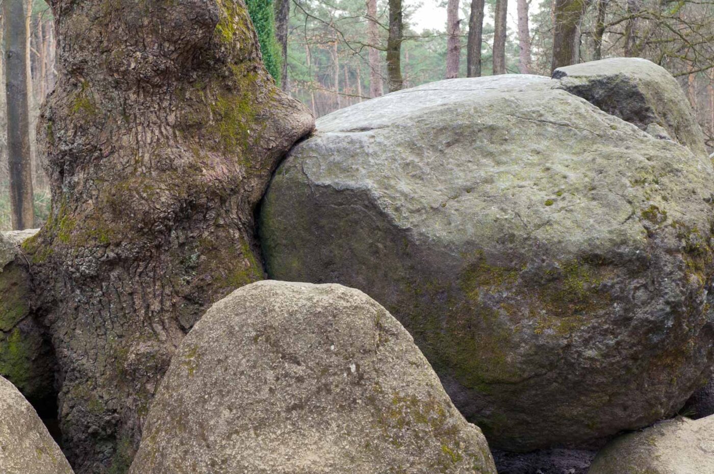 2018-03-27 - NSG Hohe Mark - Heiden