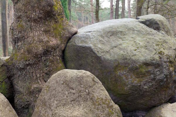 2018-03-27 - NSG Hohe Mark - Heiden