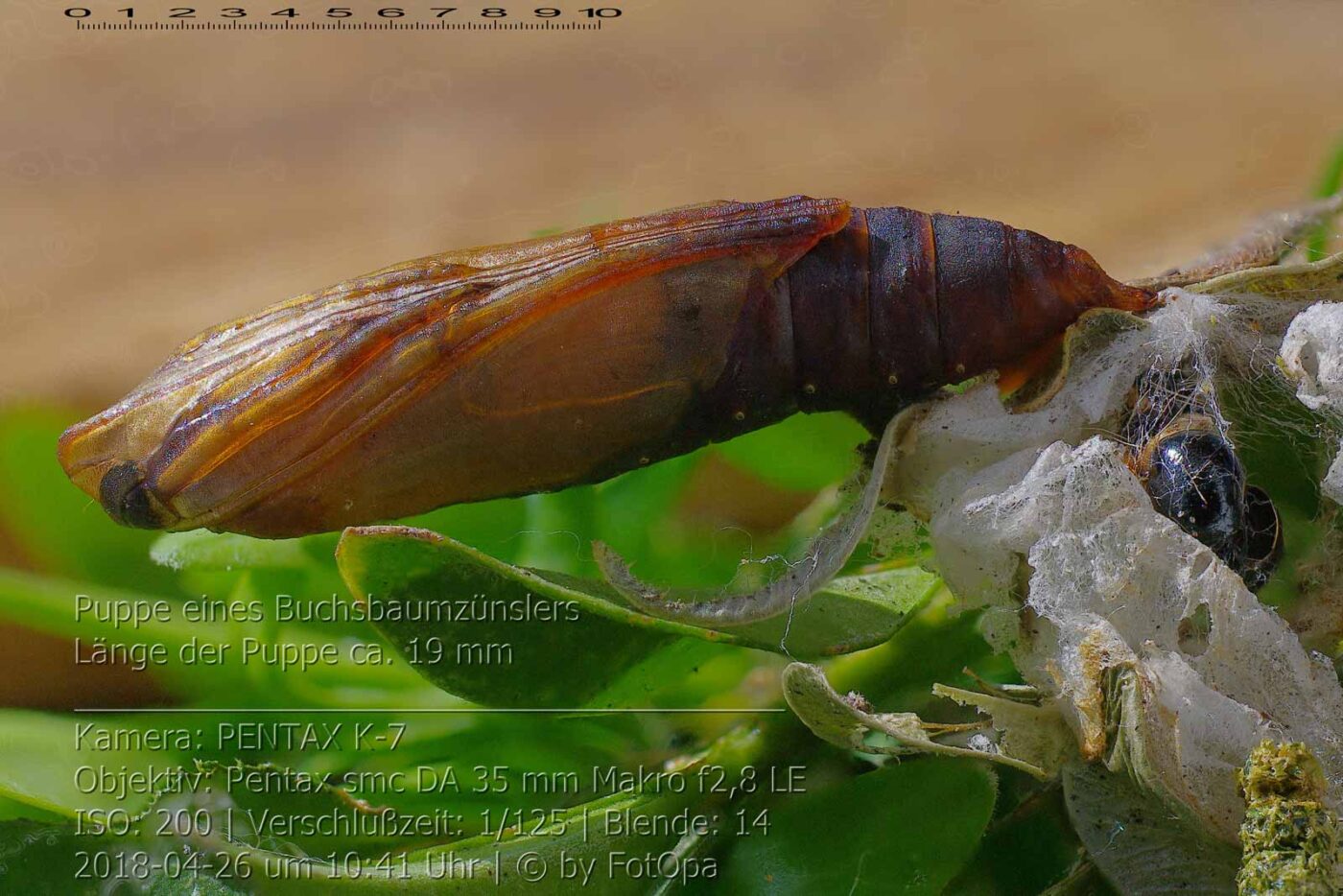 2018-04-26 - RE-Sidenzia auf'm BallKong