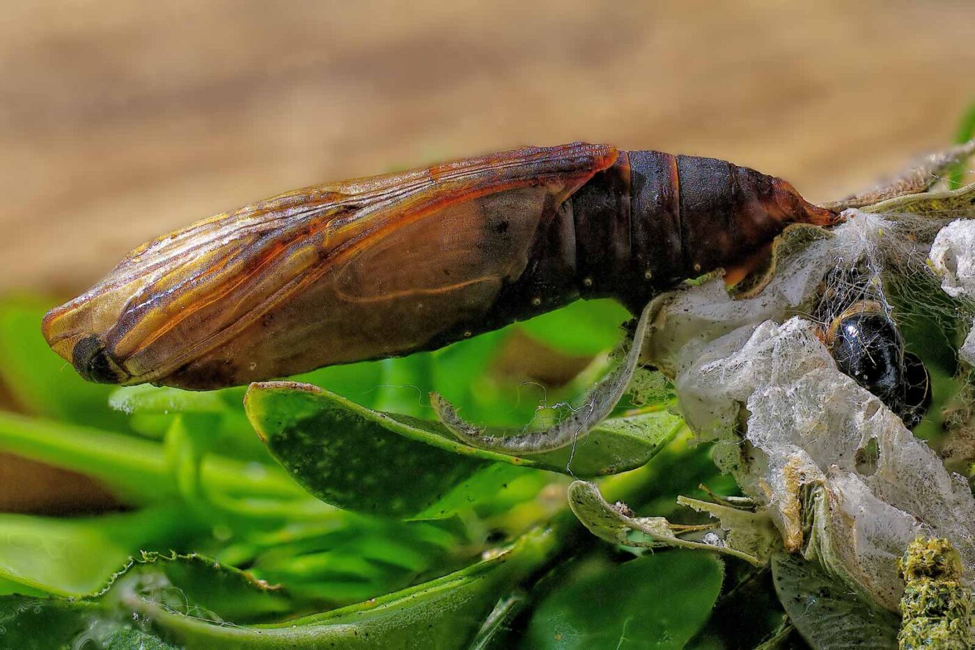 2018-04-26 - RE-Sidenzia auf'm BallKong