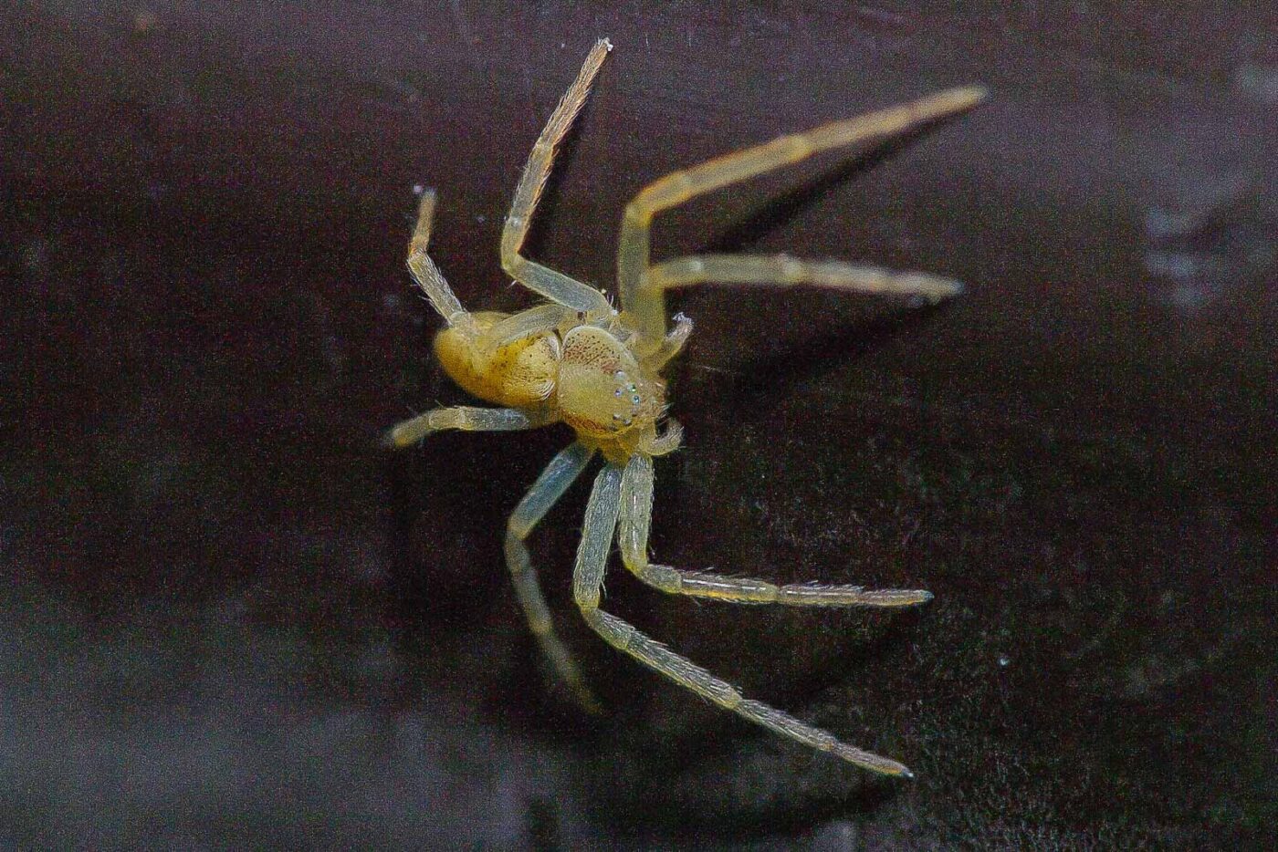 2018-04-28 - RE-Sidenzia auf'm BallKong