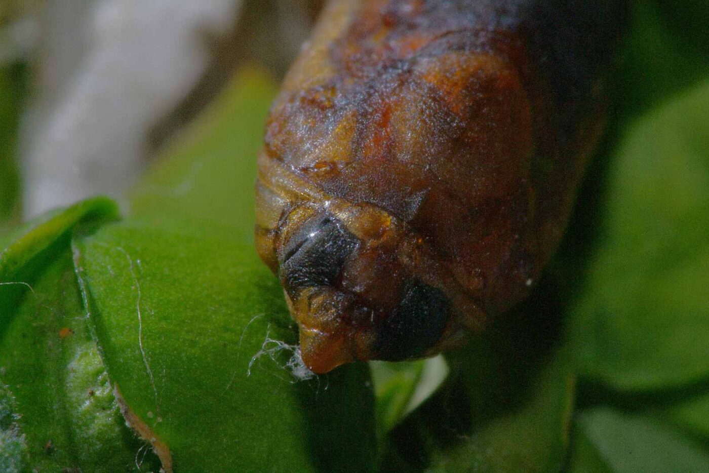 2018-04-28 - RE-Sidenzia auf'm BallKong