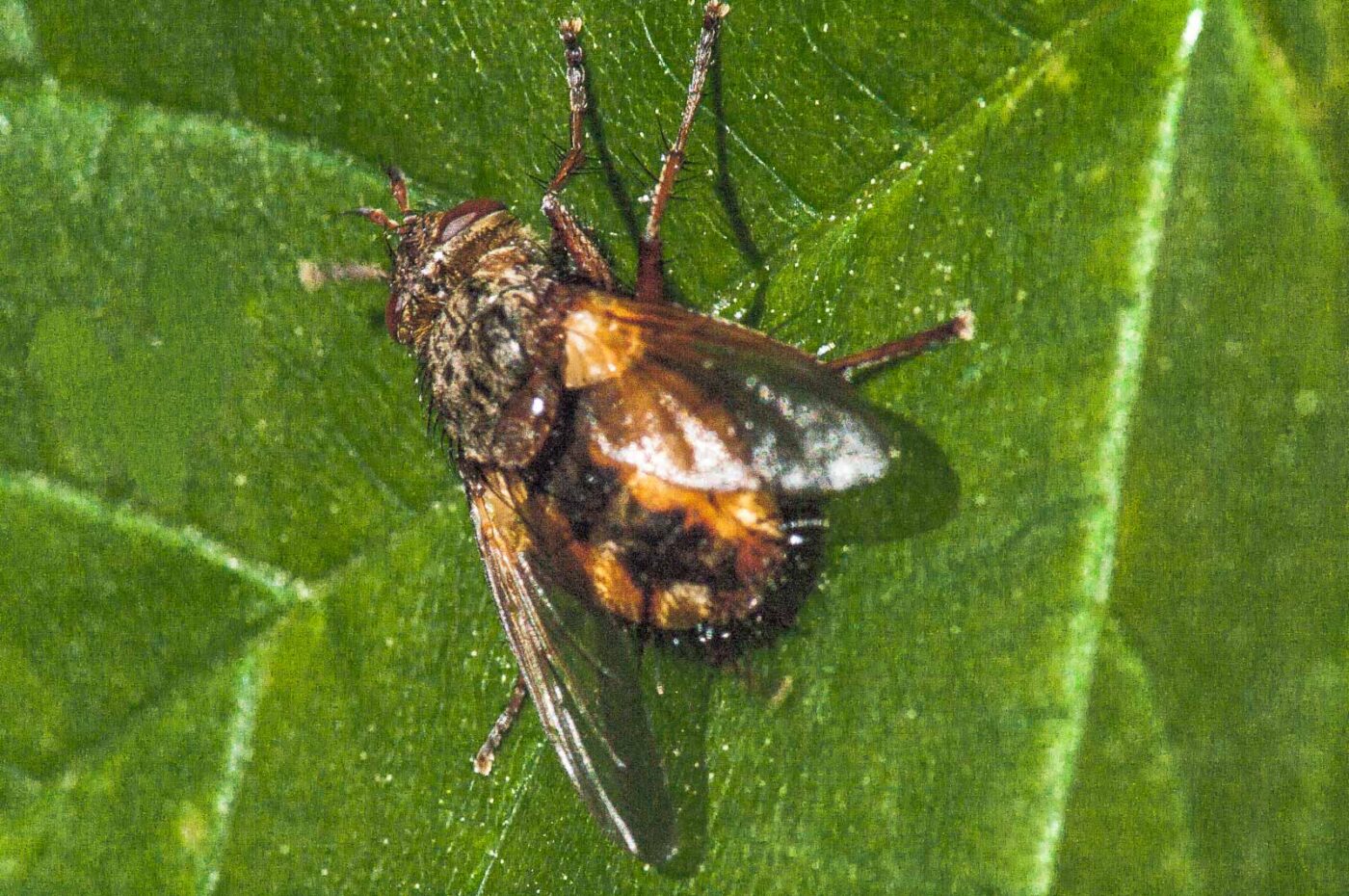 2018-05-04 - NSG Oberes Oelbachtal Bochum