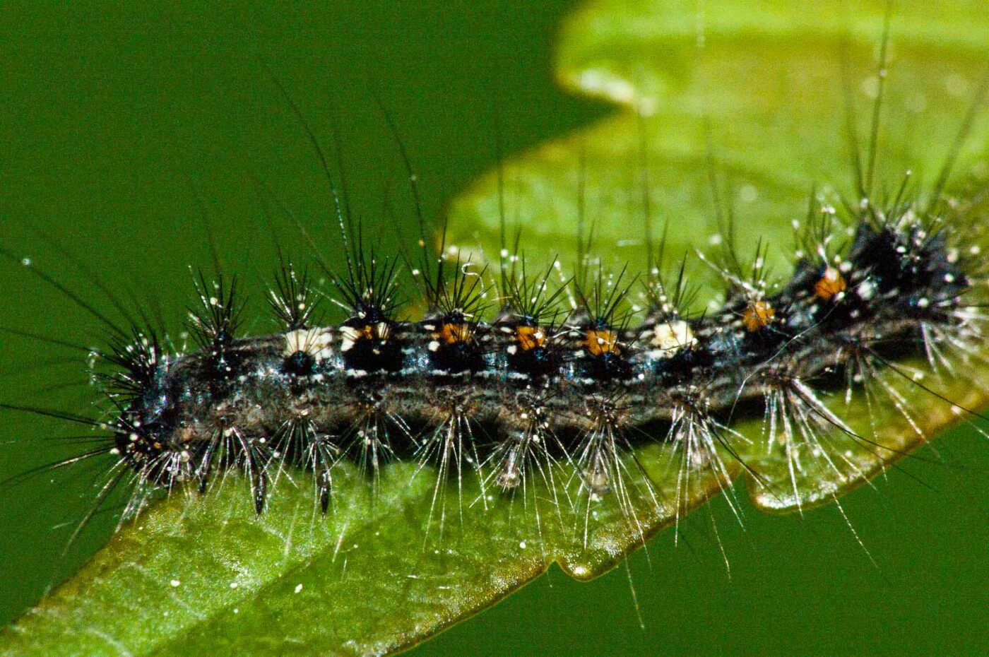 2018-05-04 - NSG Oberes Oelbachtal Bochum