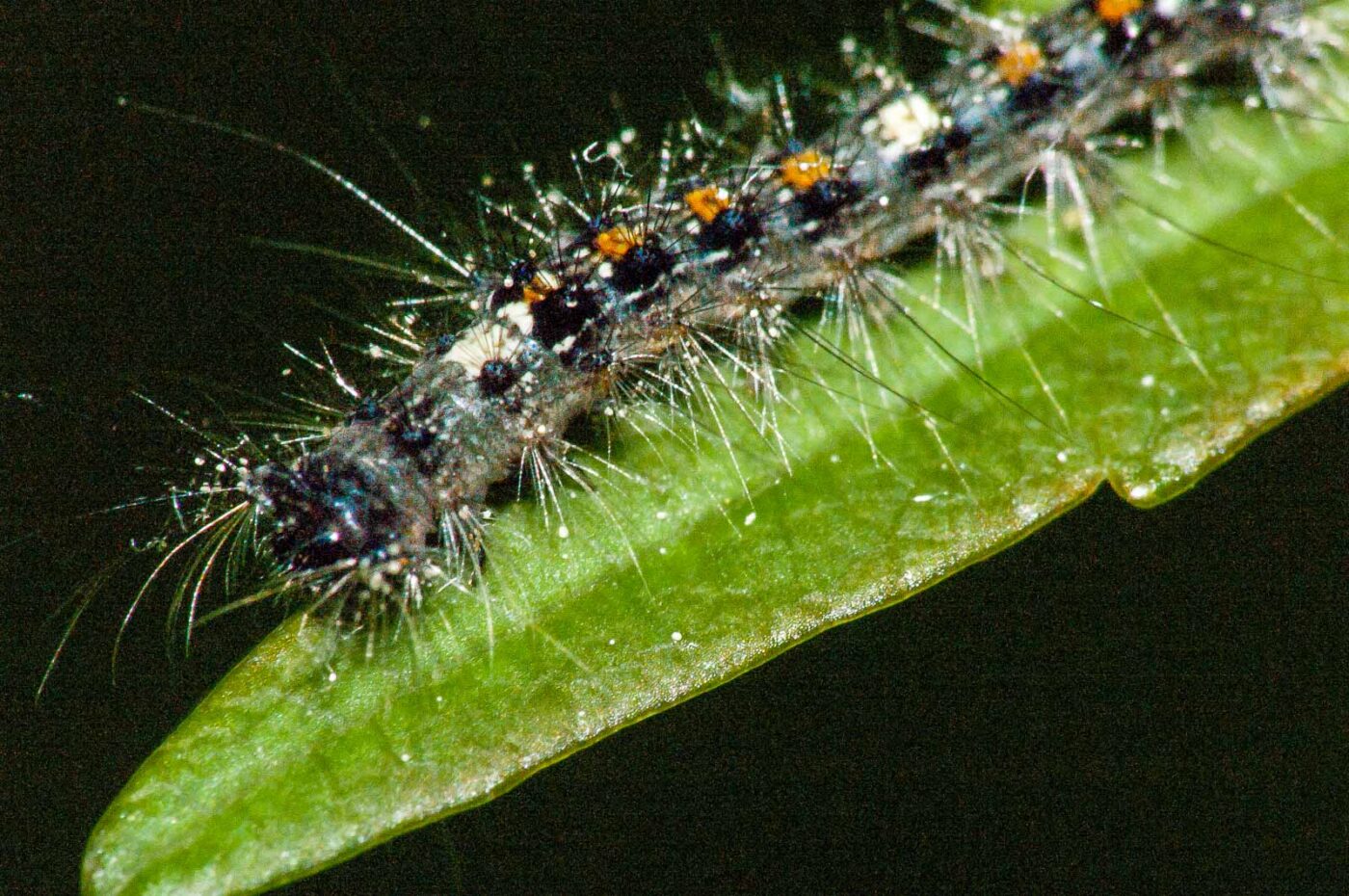 2018-05-04 - NSG Oberes Oelbachtal Bochum