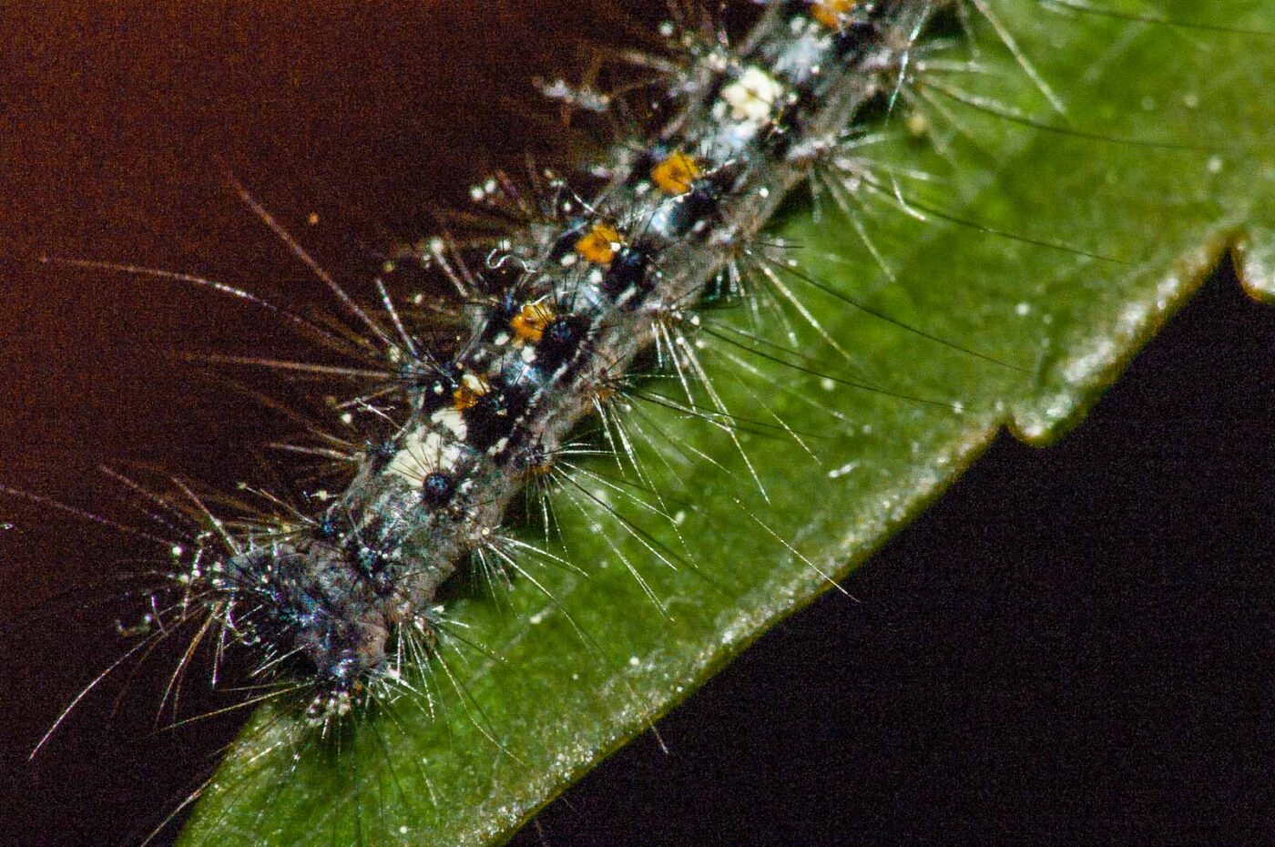 2018-05-04 - NSG Oberes Oelbachtal Bochum