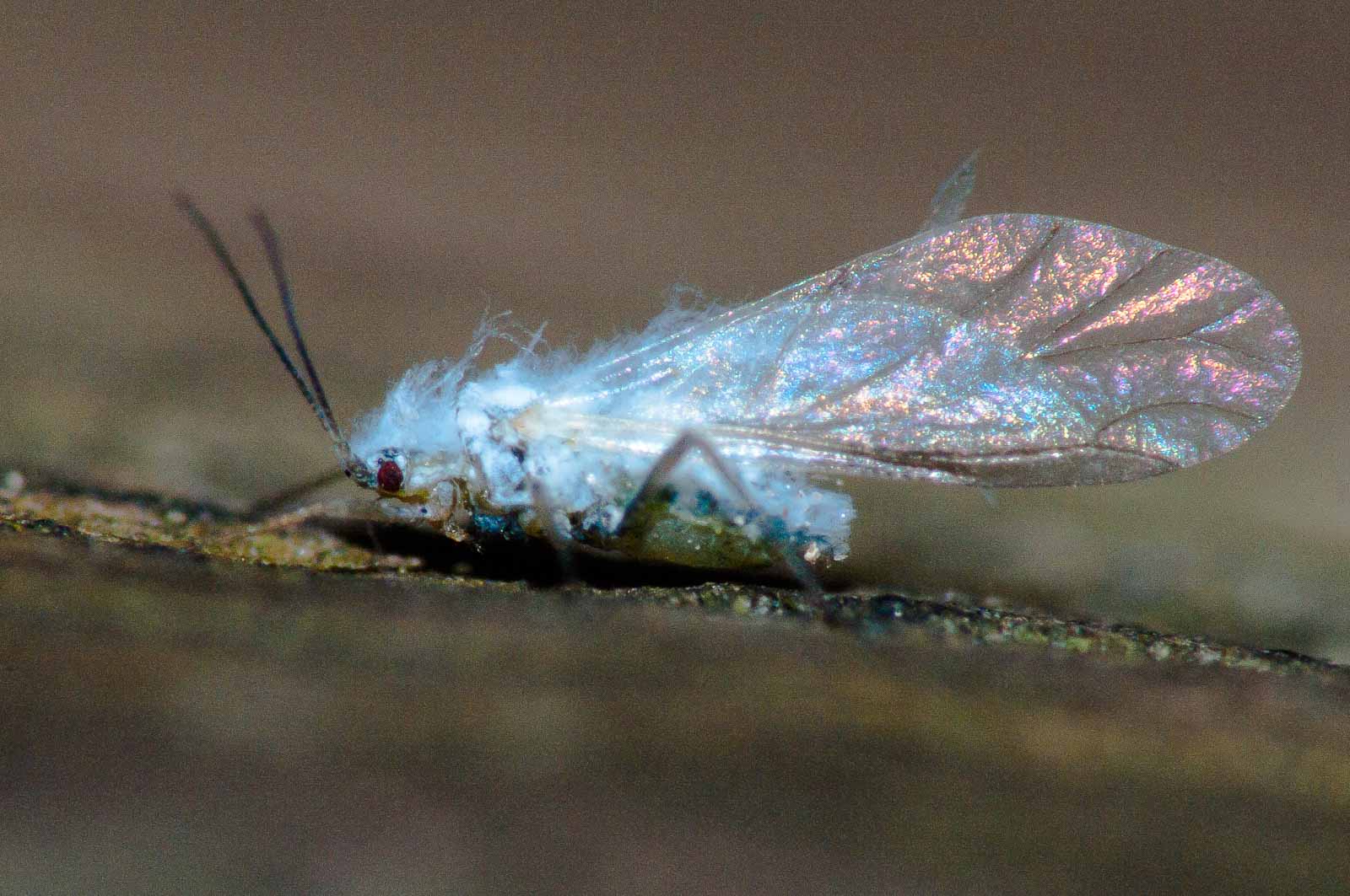 °staubhafte°