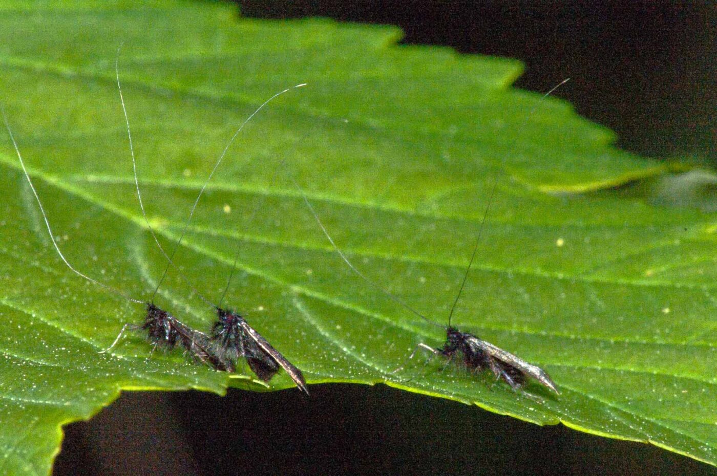 2018-05-04 - NSG Oberes Oelbachtal Bochum