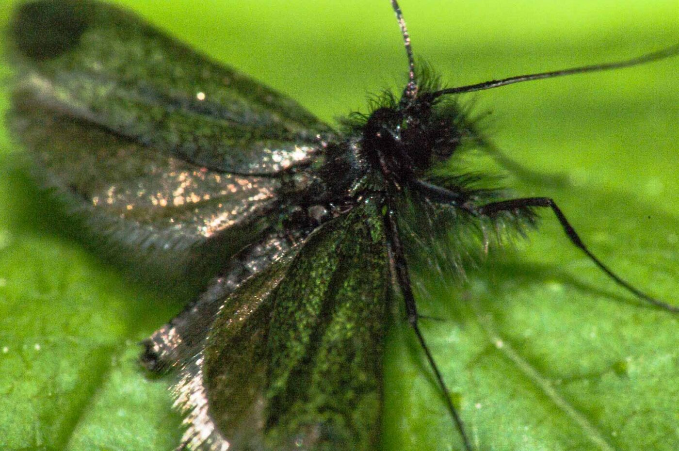 2018-05-04 - NSG Oberes Oelbachtal Bochum