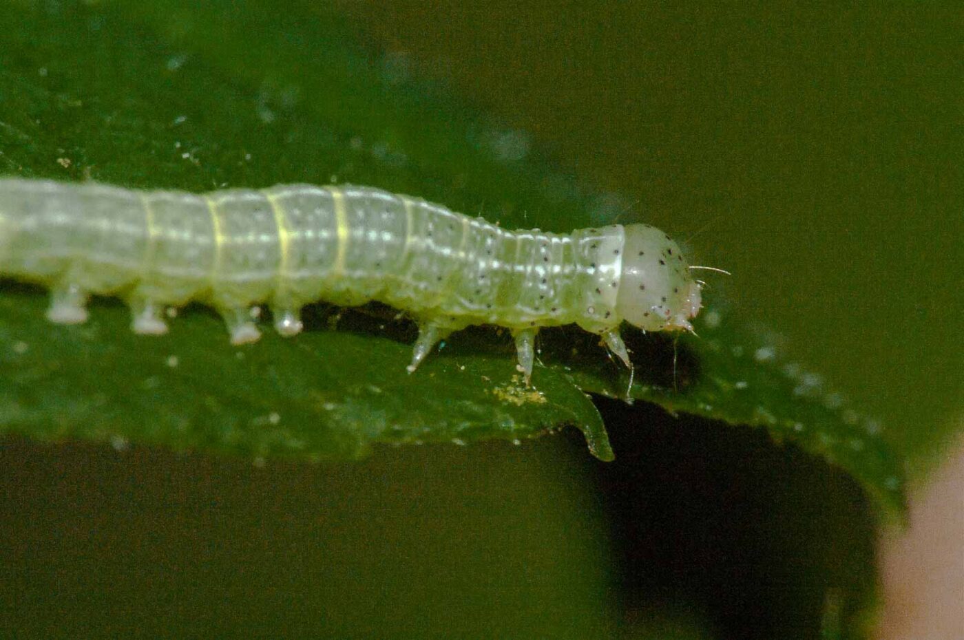 2018-05-04 - NSG Oberes Oelbachtal Bochum