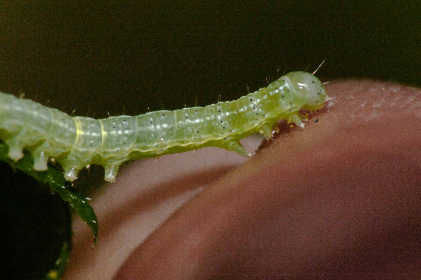 2018-05-04 - NSG Oberes Oelbachtal Bochum