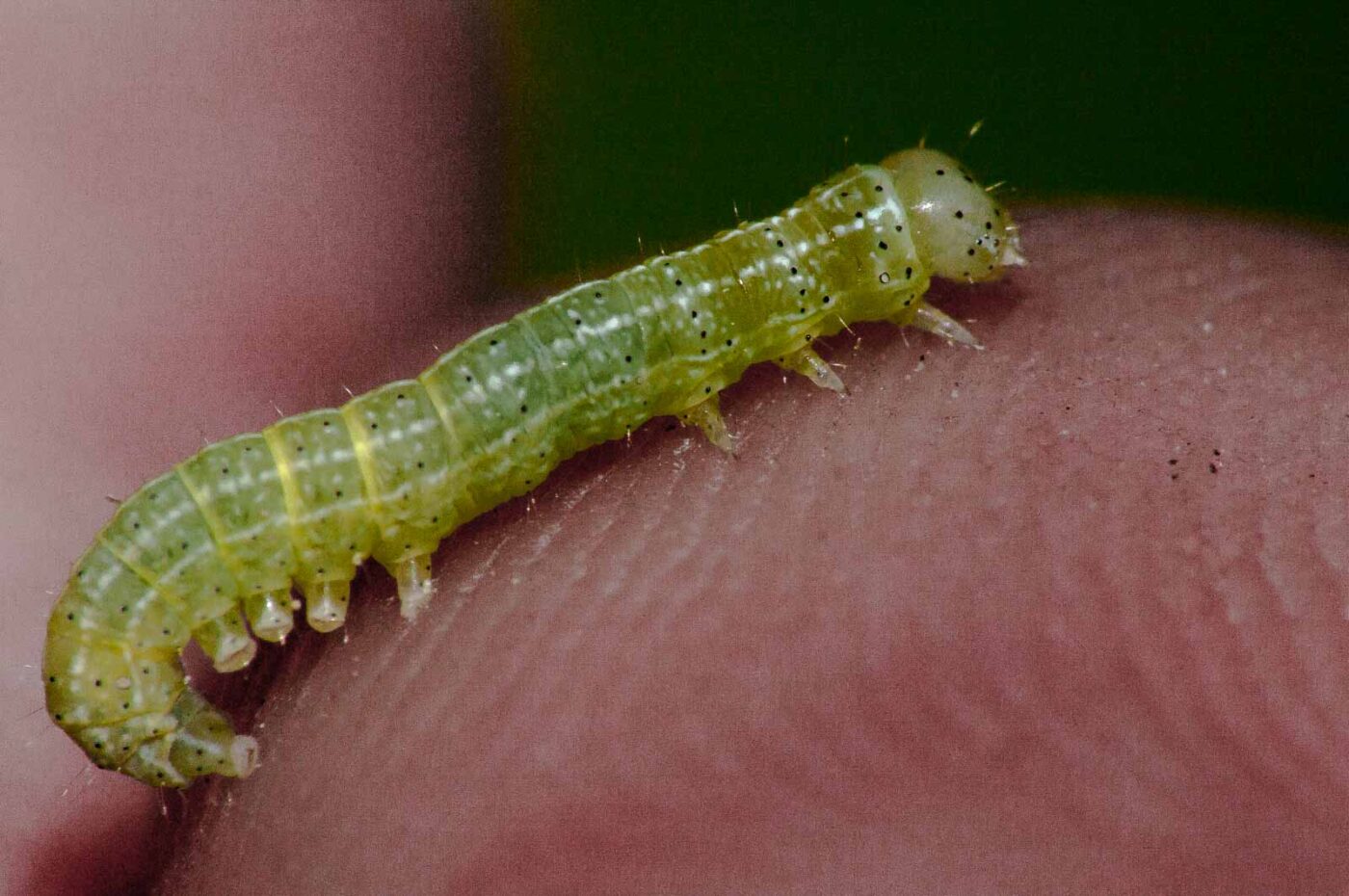 2018-05-04 - NSG Oberes Oelbachtal Bochum