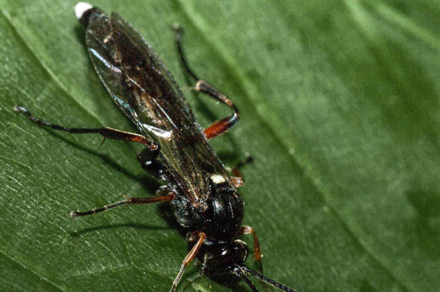 2018-05-04 - NSG Oberes Oelbachtal Bochum