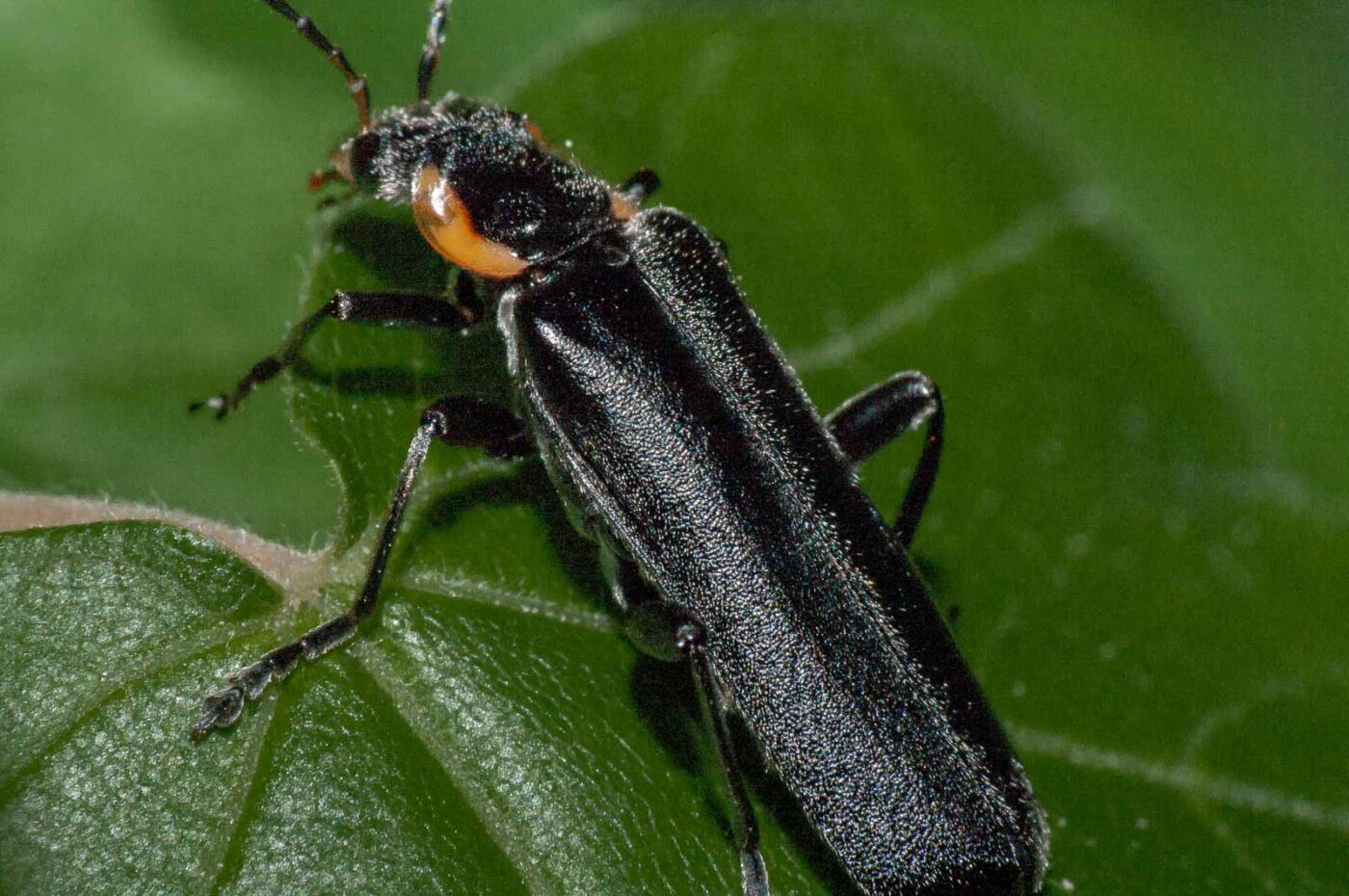 2018-05-04 - NSG Oberes Oelbachtal Bochum