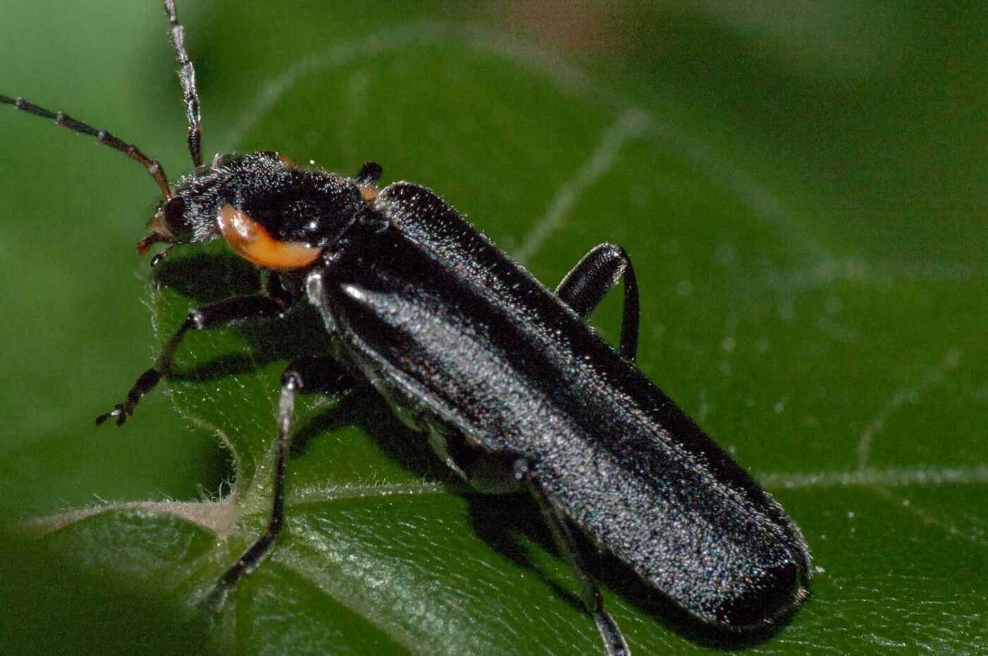 2018-05-04 - NSG Oberes Oelbachtal Bochum