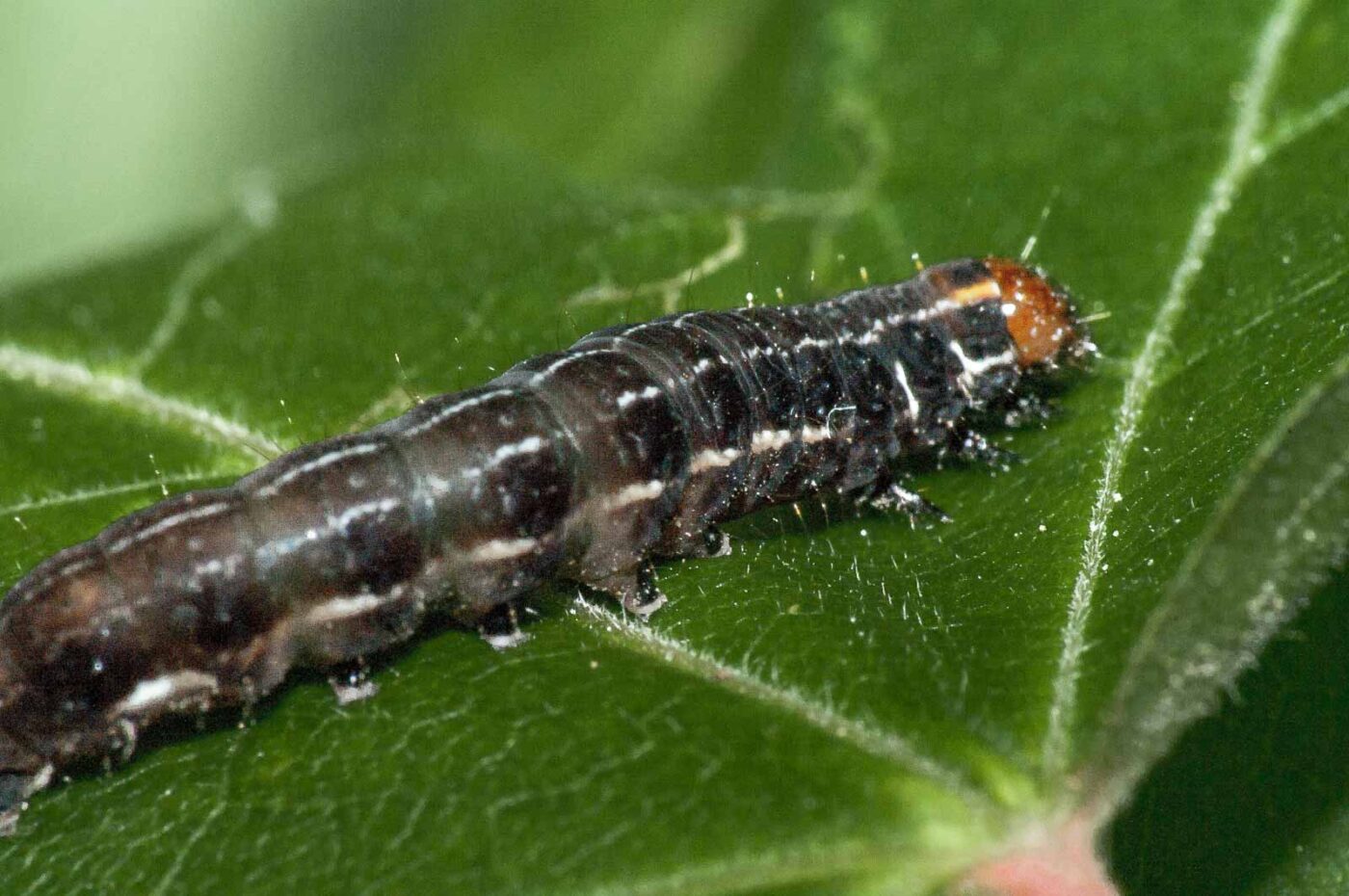 2018-05-04 - NSG Oberes Oelbachtal Bochum