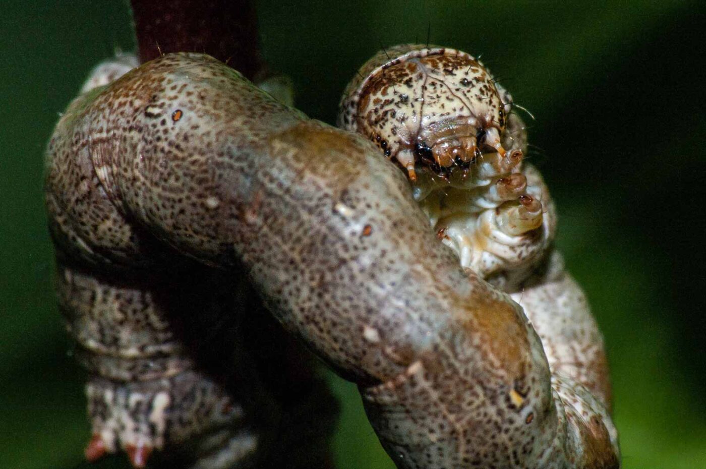 2018-05-04 - NSG Oberes Oelbachtal Bochum