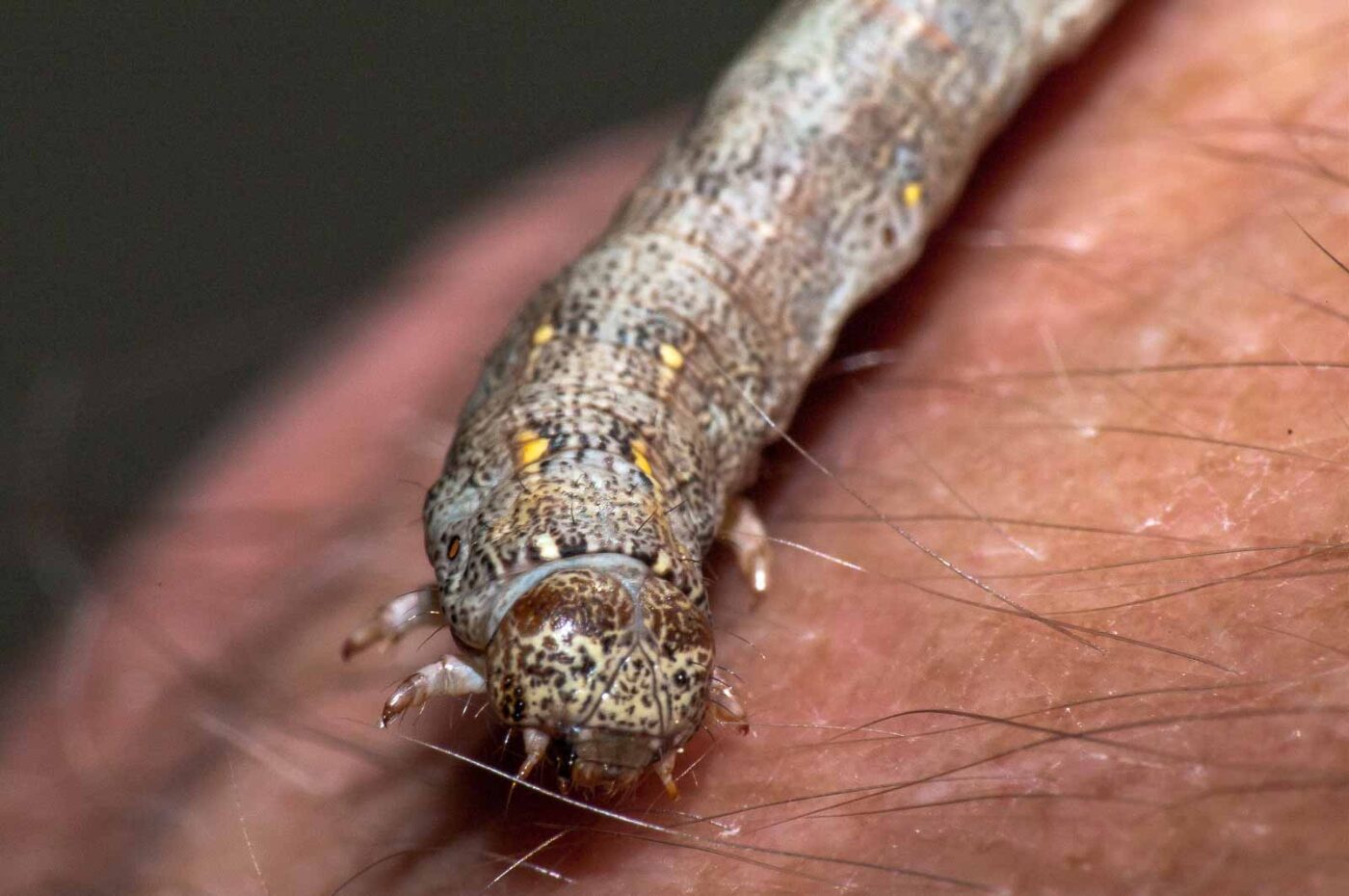 2018-05-04 - NSG Oberes Oelbachtal Bochum