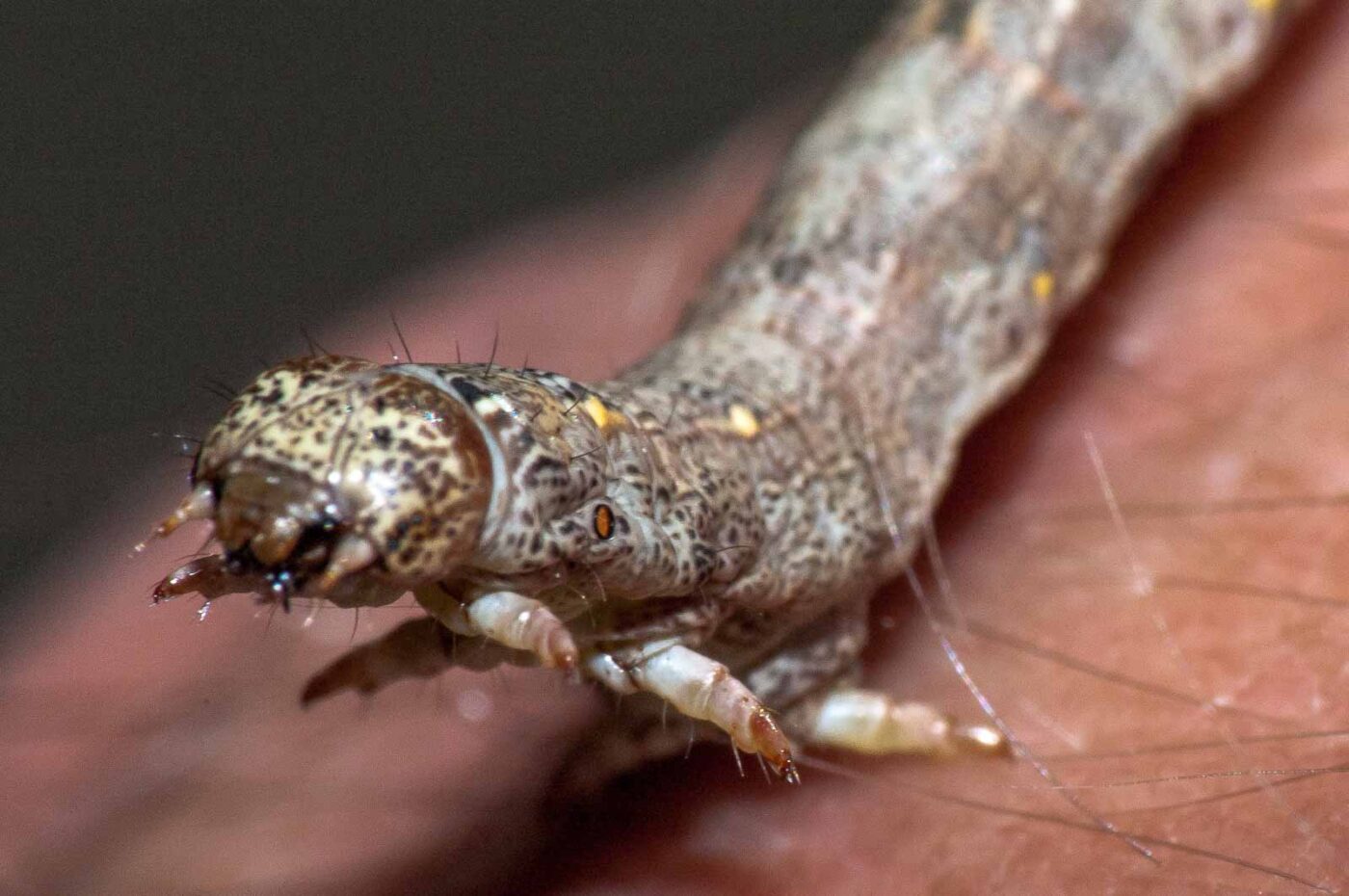 2018-05-04 - NSG Oberes Oelbachtal Bochum