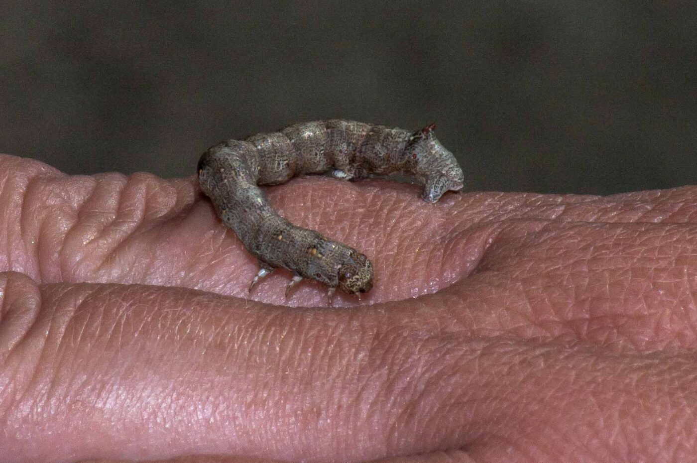 2018-05-04 - NSG Oberes Oelbachtal Bochum