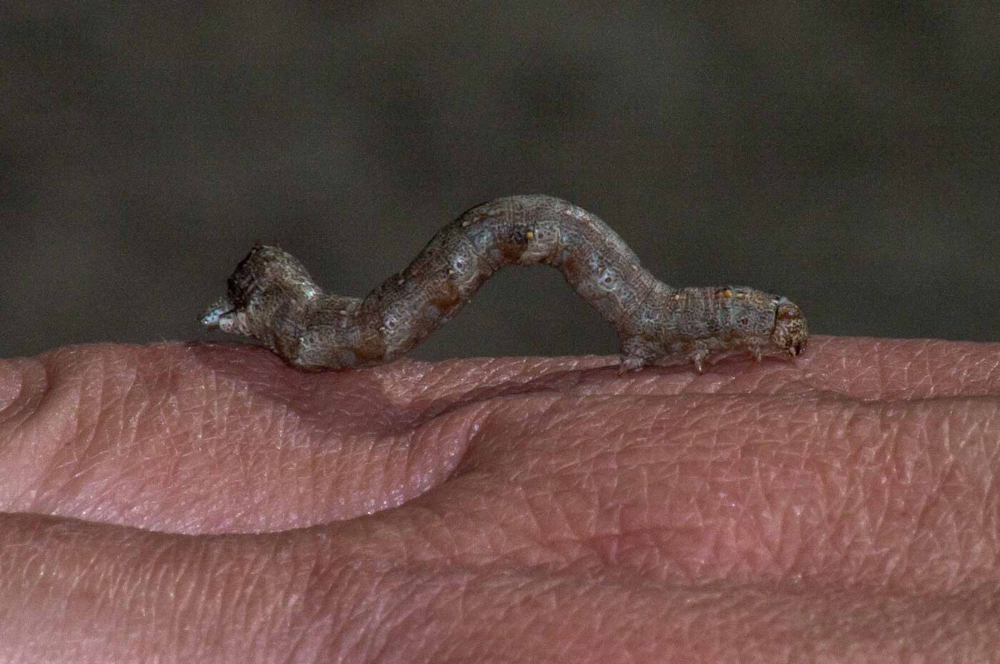 2018-05-04 - NSG Oberes Oelbachtal Bochum