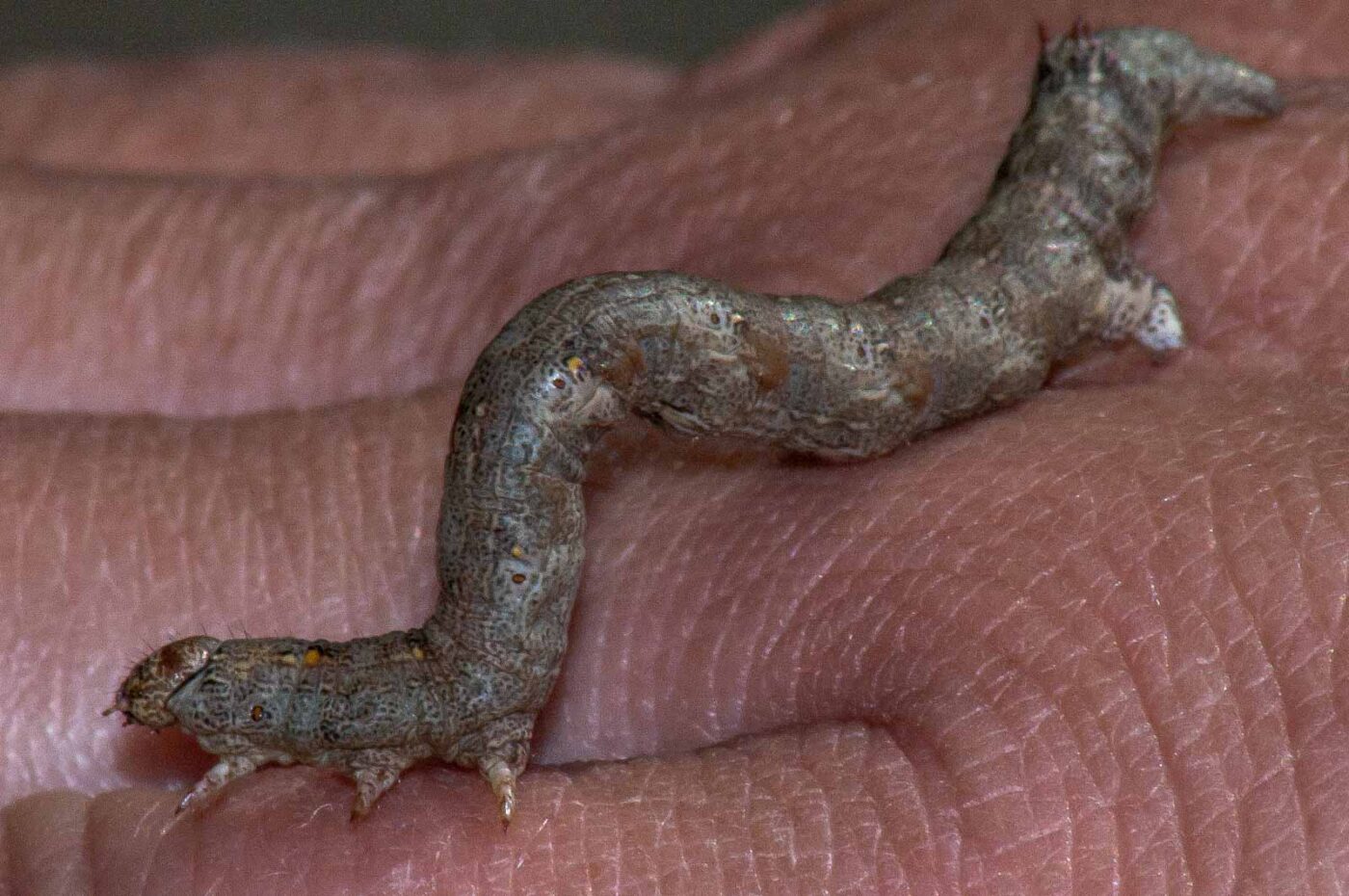 2018-05-04 - NSG Oberes Oelbachtal Bochum