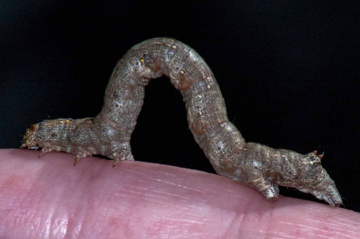 2018-05-04 - NSG Oberes Oelbachtal Bochum