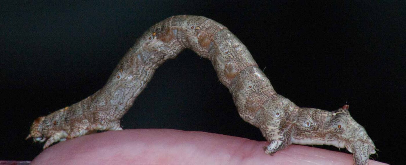 2018-05-04 - NSG Oberes Oelbachtal Bochum