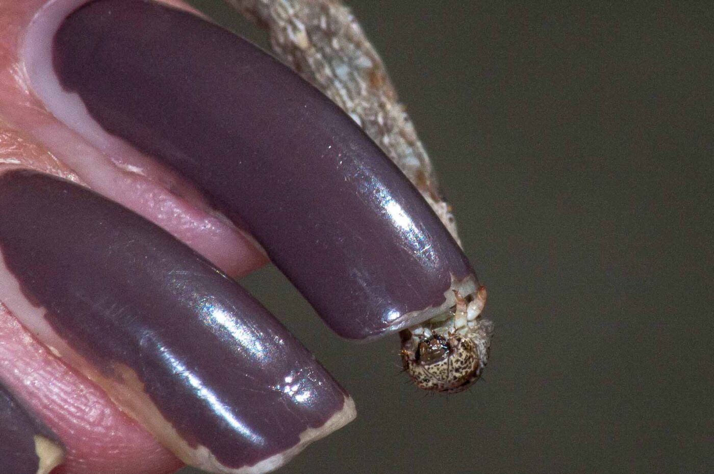 2018-05-04 - NSG Oberes Oelbachtal Bochum