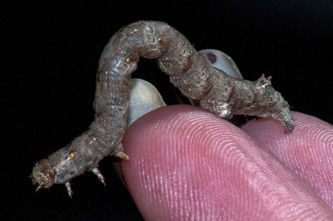 2018-05-04 - NSG Oberes Oelbachtal Bochum