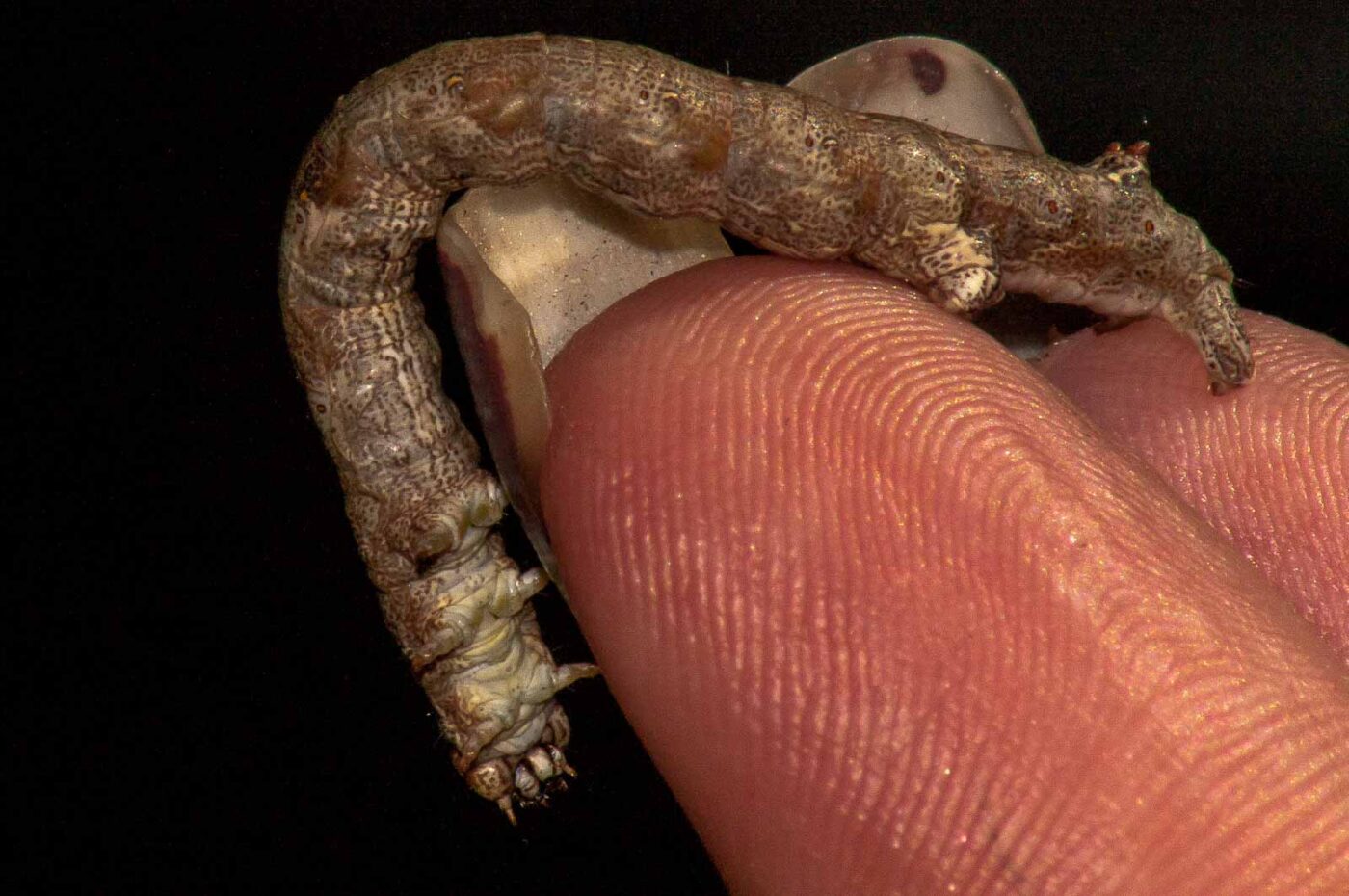 2018-05-04 - NSG Oberes Oelbachtal Bochum