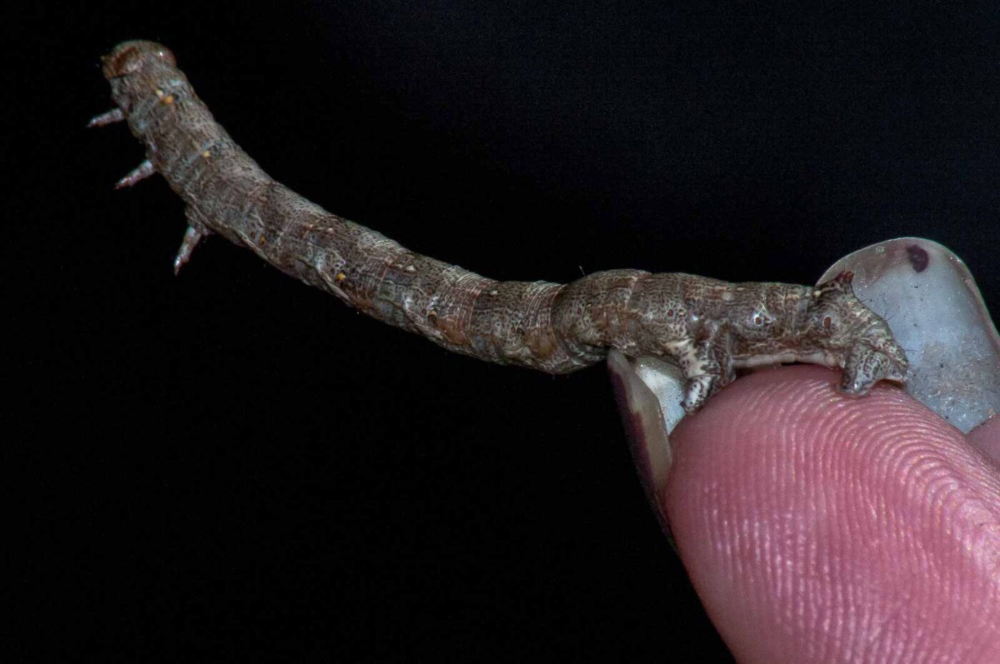 2018-05-04 - NSG Oberes Oelbachtal Bochum