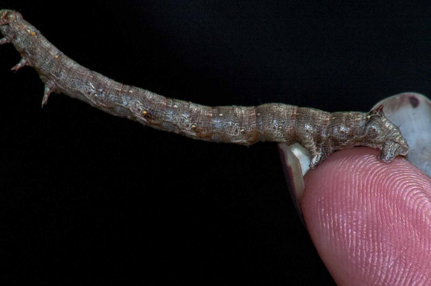 2018-05-04 - NSG Oberes Oelbachtal Bochum