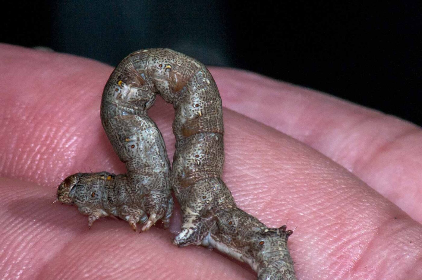 2018-05-04 - NSG Oberes Oelbachtal Bochum