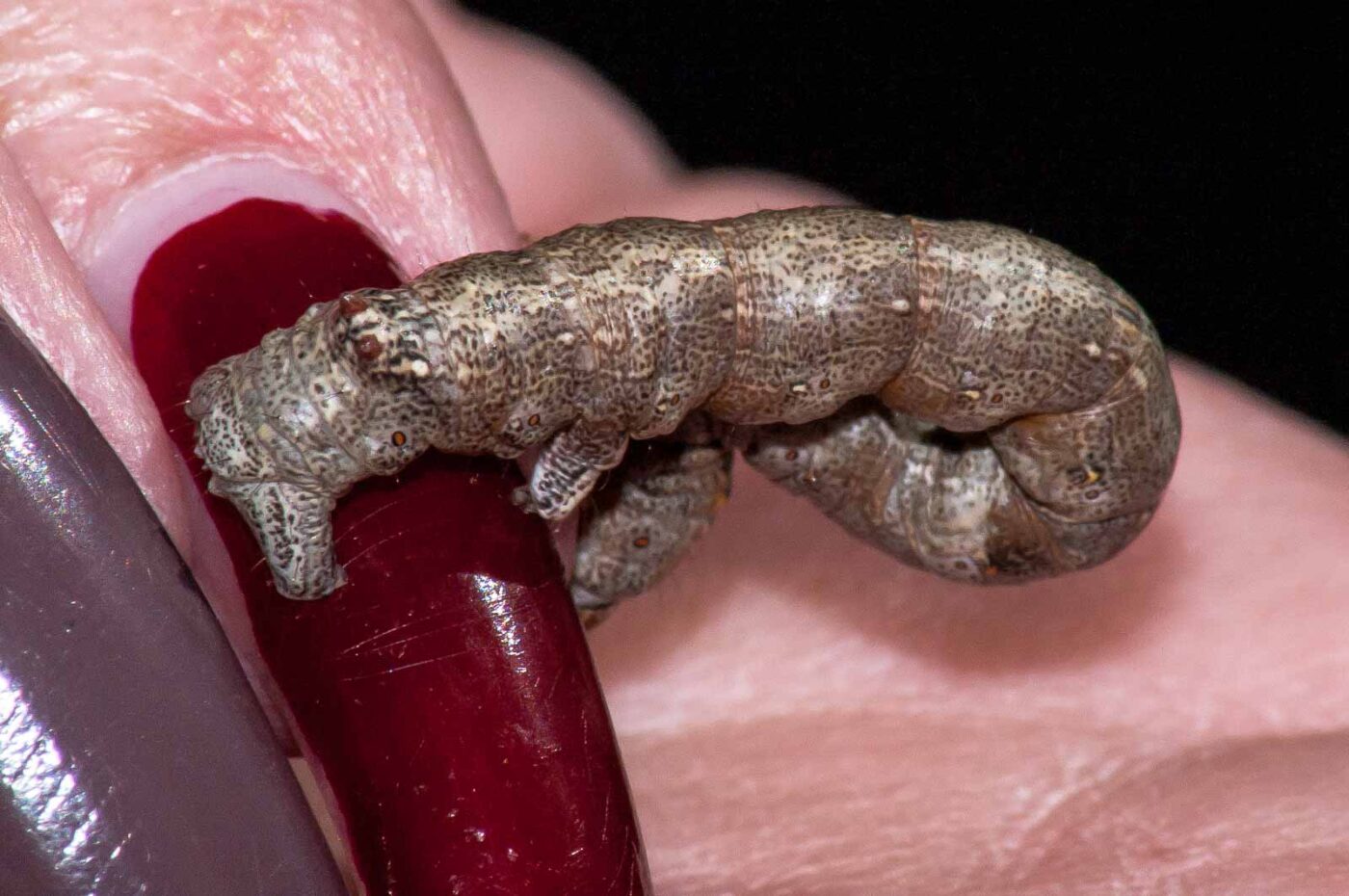 2018-05-04 - NSG Oberes Oelbachtal Bochum